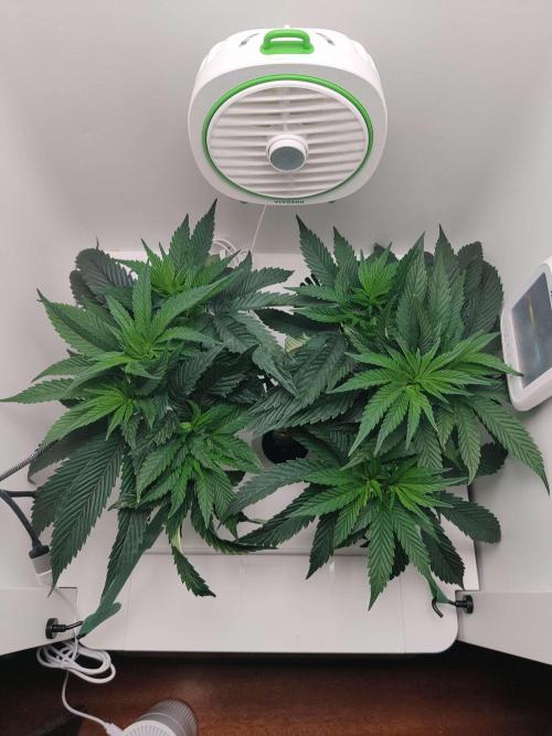 Vivian. Week 6 - Day 6