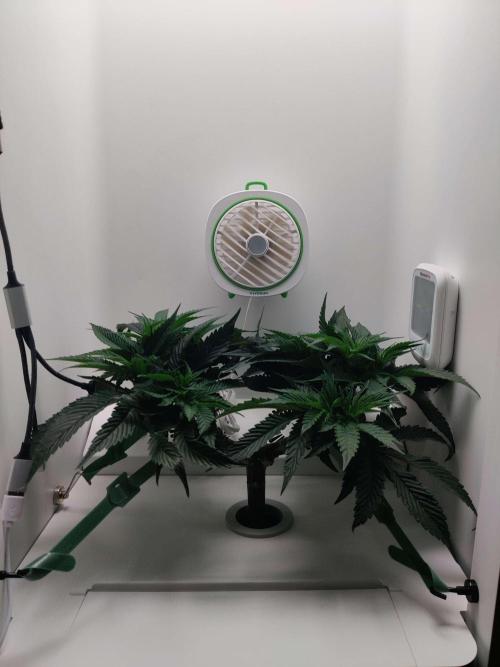 Vivian. Week 6 - Day 6