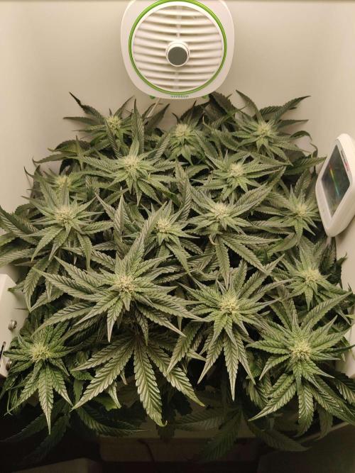 Valentina. Week 12 -  Day 2