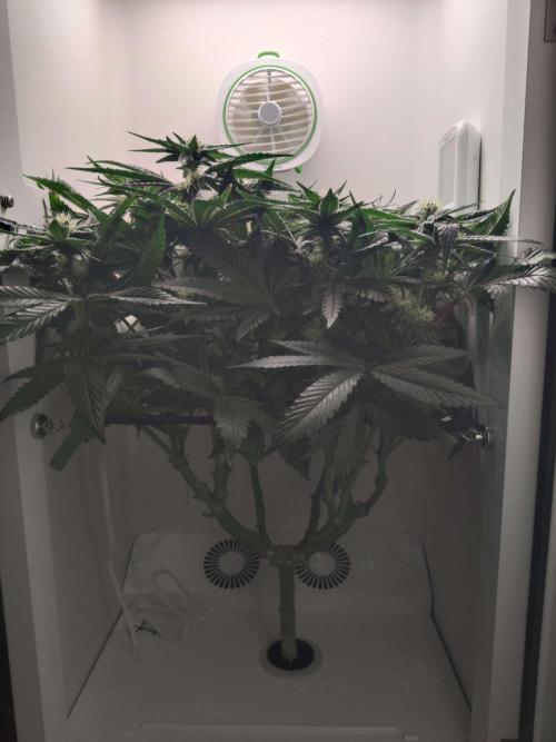 Valentina. Week 12 - Day 2