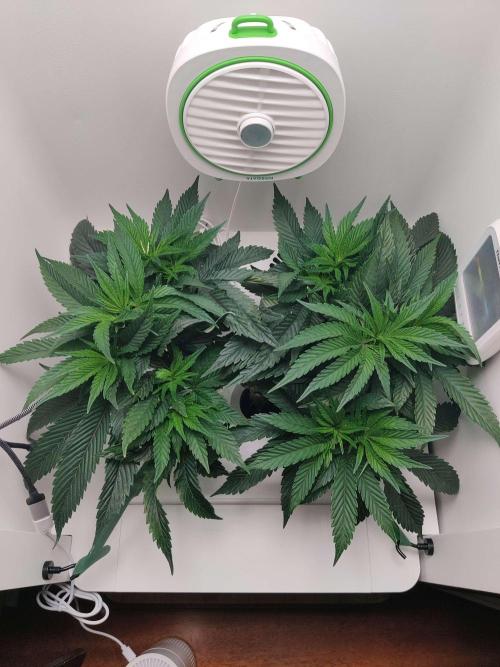 Vivian. Week 6 - Day 7