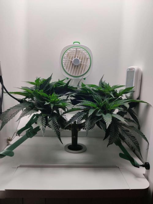 Vivian. Week 6 - Day 7