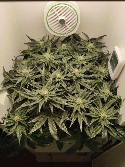 Valentina. Week 12 - Day 3