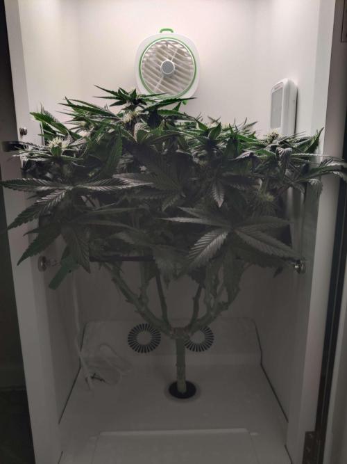 Valentina. Week 12 - Day 3