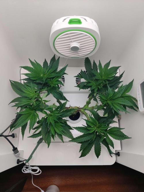 Vivian. Week 7 - Day 1