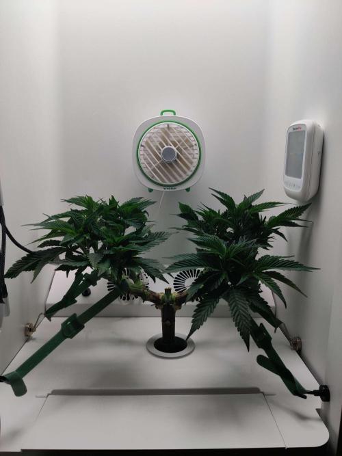 Vivian. Week 7 - Day 1