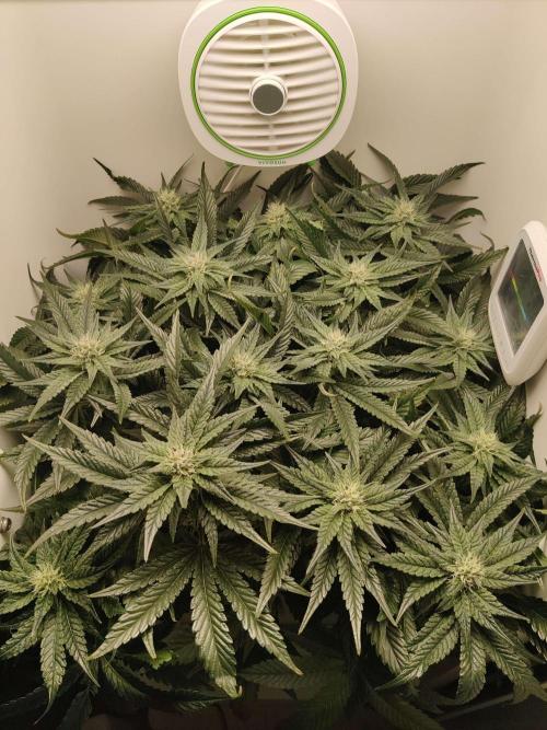 Valentina. Week 12 - Day 4