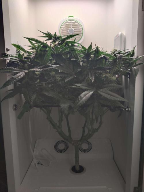 Valentina. Week 12 - Day 4