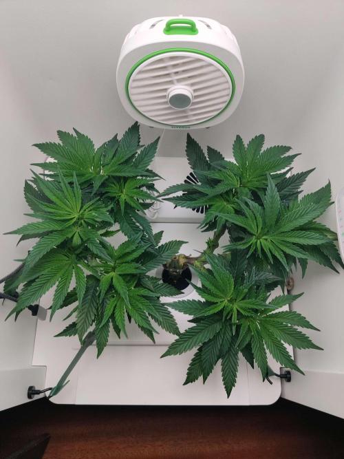 Vivian. Week 7 - Day 2