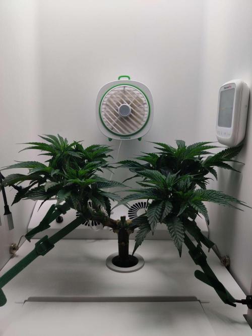 Vivian. Week 7 - Day 2