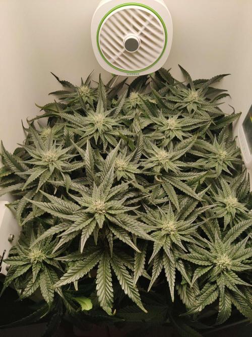 Valentina. Week 12 - Day 5