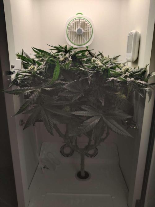 Valentina. Week 12 - Day 5