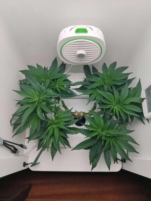 Vivian. Week 7 - Day 3