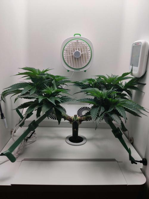 Vivian. Week 7 - Day 3