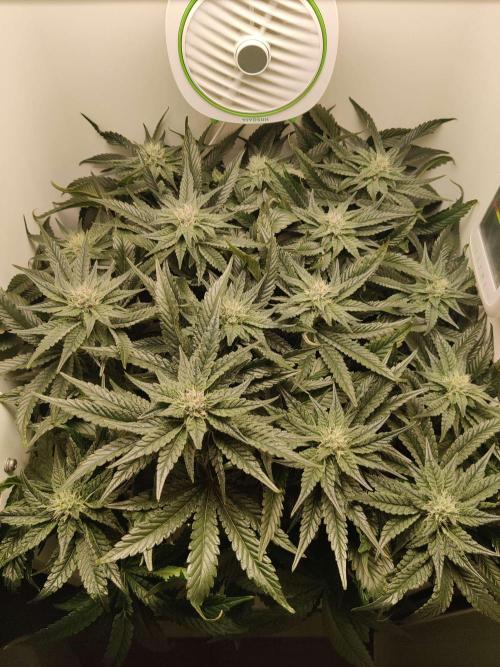 Valentina. Week 12 - Day 6