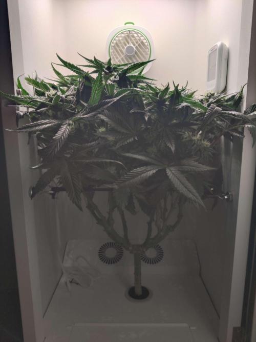 Valentina. Week 12 - Day 6