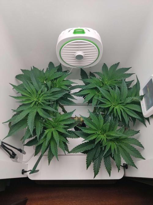 Vivian. Week 7 - Day 4