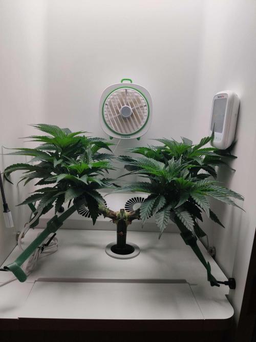 Vivian. Week 7 - Day 4