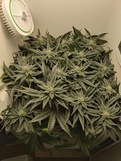 Valentina. Week 12 - Day 7