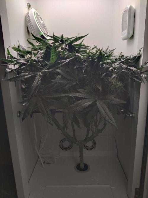 Valentina. Week 12 - Day 7