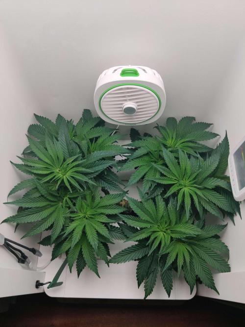 Vivian. Week 7 - Day 5