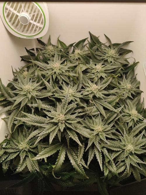 Valentina. Week 13 - Day 1