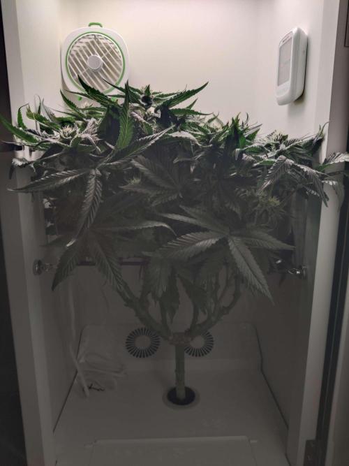 Valentina. Week 13 - Day 1