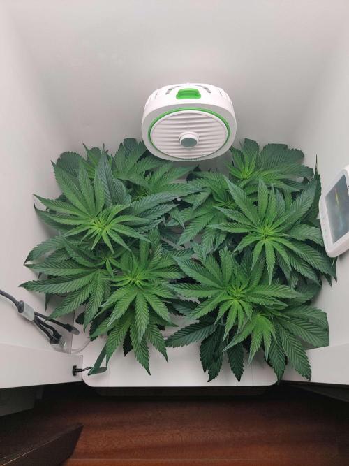 Vivian. Week 7 - Day 6