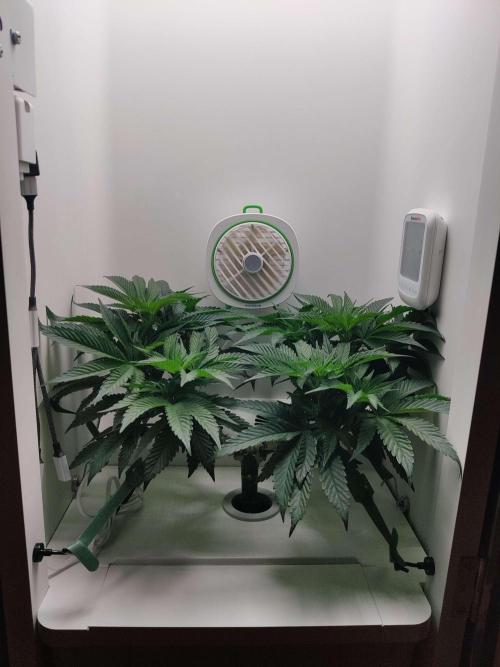 Vivian. Week 7 - Day 6