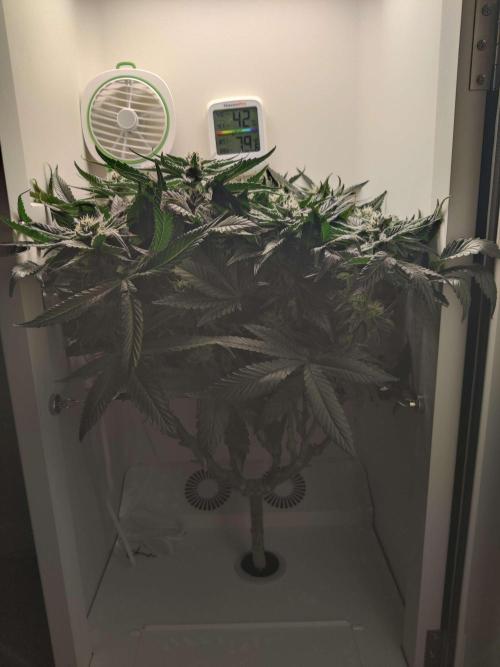 Valentina. Week 13 - Day 2