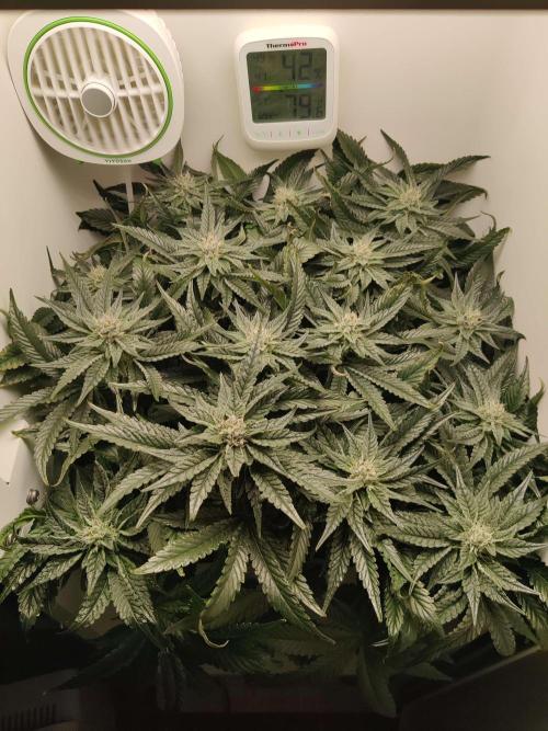 Valentina. Week 13 - Day 2