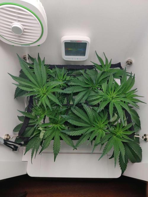 Vivian. Week 7 - Day 7