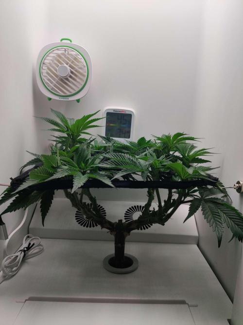 Vivian. Week 7 - Day 7