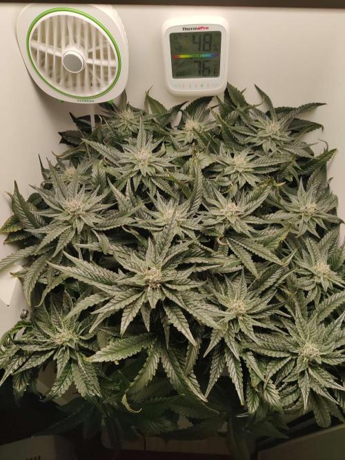 Valentina. Week 13 - Day 3