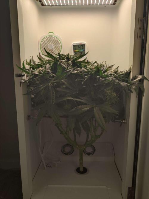 Valentina. Week 13 - Day 3