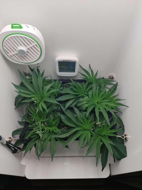 Vivian. Week 8 - Day 1