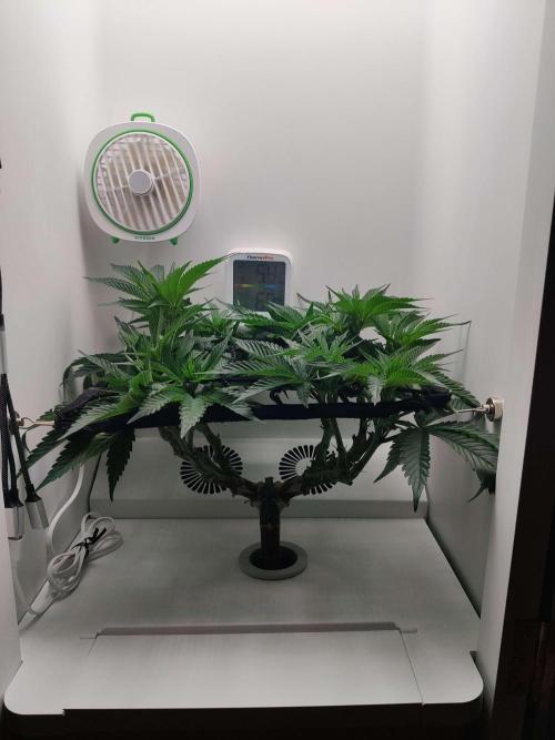 Vivian. Week 8 - Day 1