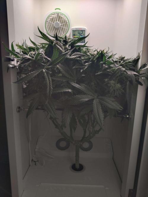 Valentina. Week 13 - Day 4