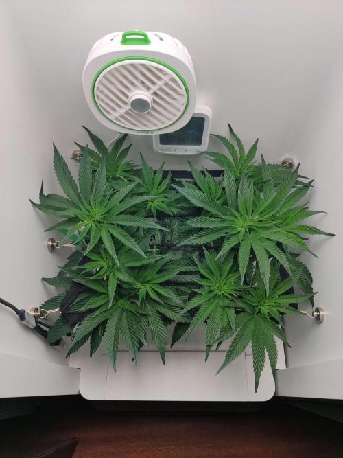 Vivian. Week 8 - Day 2