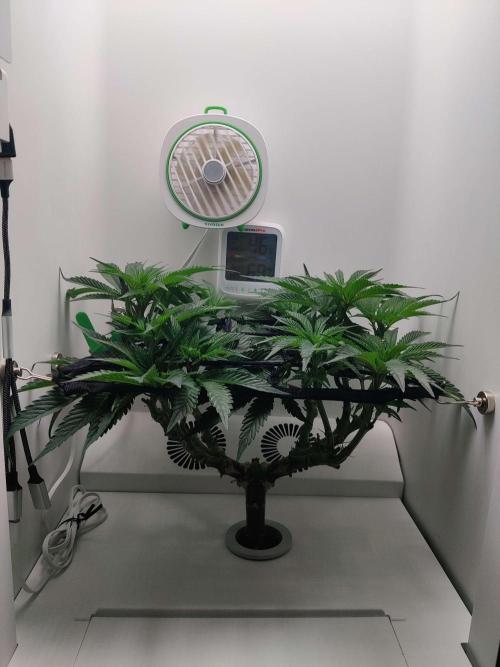 Vivian. Week 8 - Day 2