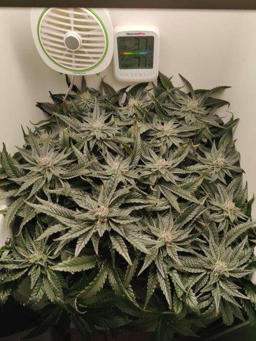 Valentina. Week 13 - Day 5