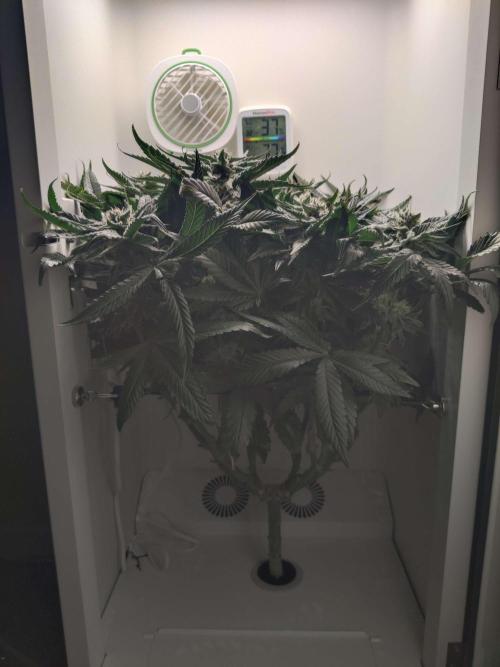 Valentina. Week 13 - Day 5