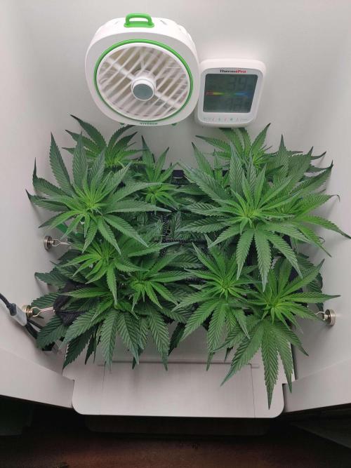 Vivian. Week 8 - Day 3