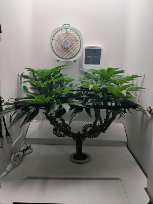 Vivian. Week 8 - Day 3