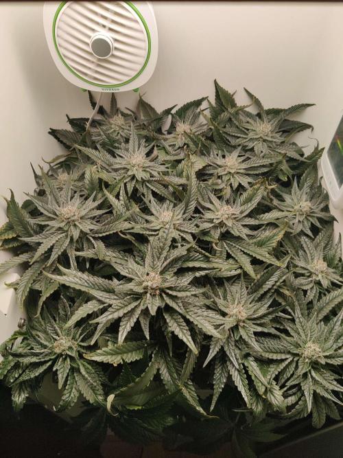 Valentina. Week 13 - Day 6