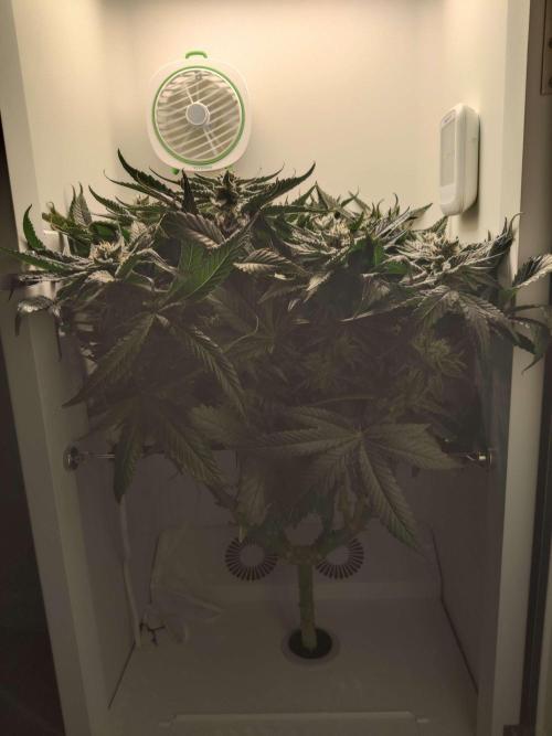 Valentina. Week 13 - Day 6