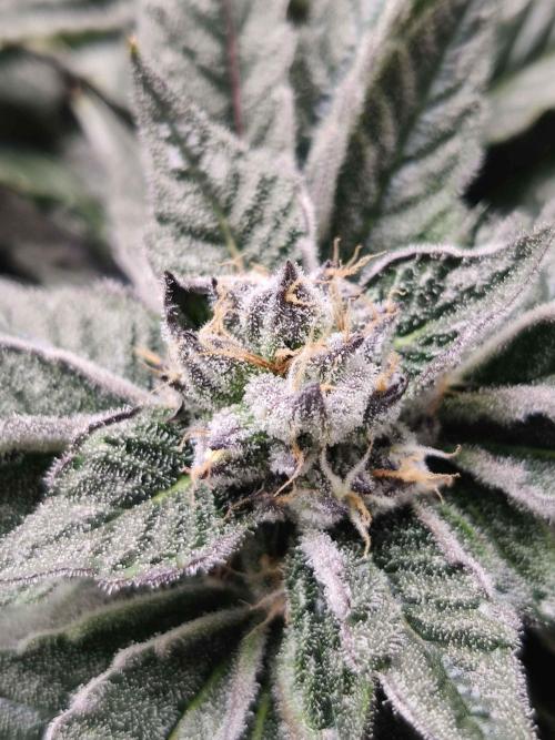 Valentina. Week 13 - Day 5 she lookin' purdy