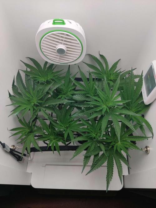 Vivian. Week 8 - Day 4