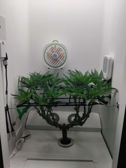 Vivian. Week 8 - Day 4