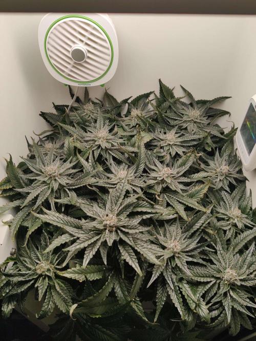 Valentina. Week 13 - Day 7